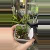 plant/H paxtonii-1-thumbnail