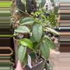 plant/H buottii 4” pot-0-thumbnail