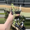 plant/Dischidia ruscifolia variegata in 4” hanging basket-0-thumbnail