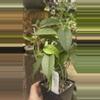 plant/H buottii 4” pot-1-thumbnail