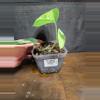 plant/Scindapsus jade aurea variegated-2-thumbnail