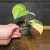 plant/Scindapsus jade aurea variegated-1-thumbnail