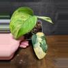 plant/Scindapsus jade aurea variegated-0-thumbnail
