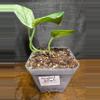 plant/Scindapsus peason-1-thumbnail
