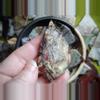 plant/Mexico crazy lace, polished pendant slabs-3-thumbnail