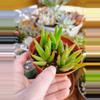plant/Dwarf aloe full pot.-0-thumbnail