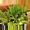 plant/Dwarf aloe full pot.-1-thumbnail