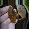 plant/Succor Creek agate, polished pendant slice-2-thumbnail