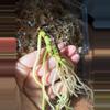 plant/*BUTT CUT* “Rangda” (DP x Indo Port) by Kartel Daun-1-thumbnail