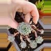 plant/Echiveria Minima (clusters tightly with small rorettes-0-thumbnail
