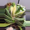 plant/Gasteria Reg. W/veriegated genes from mother-1-thumbnail