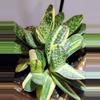 plant/Gasteria Reg. W/veriegated genes from mother-2-thumbnail