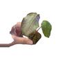 plant/Alocasia Pink Dragon "Stardust "-1-thumbnail