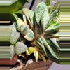 plant/Gasteria Reg. W/veriegated genes from mother-3-thumbnail