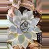 plant/Echiveria NOID, ships bare root.-0-thumbnail