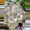 plant/Echiveria Madiba (adolescent)-0-thumbnail