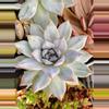 plant/Echiveria NOID ships bare root-0-thumbnail