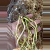 plant/*BUTT CUT* FSRL x FS Self by Grant-1-thumbnail