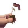 plant/Alocasia Pink Dragon "Stardust "-0-thumbnail