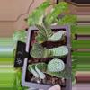 plant/Gasteria Reg. W/veriegated genes from mother-0-thumbnail