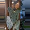 plant/*BUTT CUT* “Rangda” (DP x Indo Port) by Kartel Daun-0-thumbnail