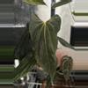 plant/*BUTT CUT* FSRL x FS Self by Grant-0-thumbnail