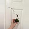 plant/Hoya Walliniana-0-thumbnail