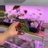 plant/*offset* WFN x AOS DF-1-thumbnail