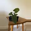 plant/Anthurium “Dark Phoenix” x portillae “NSE” (Purge special)-0-thumbnail