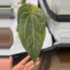 plant/*offset* WFN x AOS DF-0-thumbnail