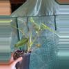 plant/4.5” Paraiso Verde-3-thumbnail