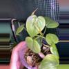plant/3” Philodendron Cordatum-2-thumbnail