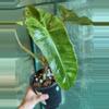 plant/4.5” Paraiso Verde-2-thumbnail