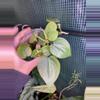plant/3” Philodendron Cordatum-0-thumbnail