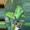 plant/4.5” Paraiso Verde-1-thumbnail