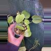 plant/3” Philodendron Cordatum-1-thumbnail