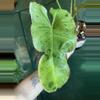 plant/4.5” Paraiso Verde-0-thumbnail