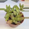 plant/Echaveria Cali sunset 4" pot-1-thumbnail