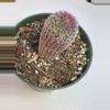 plant/Rainbow hedgehog 4” pot-1-thumbnail