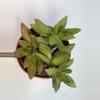 plant/Echaveria Cali sunset 4" pot-0-thumbnail