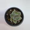 plant/Echaveria love life 2.5" pot-1-thumbnail
