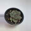 plant/Echaveria love life 2.5" pot-0-thumbnail