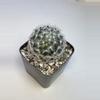plant/Mammalaria in 2" pot-0-thumbnail
