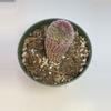 plant/Rainbow hedgehog 4” pot-0-thumbnail