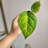 plant/2834 dorayaki x sagittatum -0-thumbnail