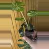 plant/Alocasia Odora Batik-2-thumbnail