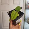 plant/2523 port x Eastern dress-0-thumbnail