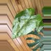 plant/Alocasia Odora Batik-1-thumbnail