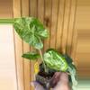 plant/Alocasia Odora Batik-0-thumbnail