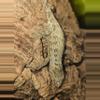 plant/Lenny x Tristy poss male leachie-0-thumbnail